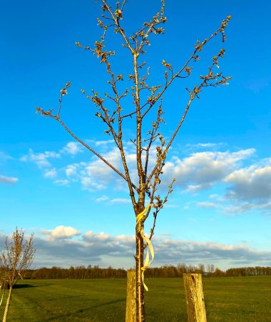 Obstbaum, an dem ein gelbes Band hängt.