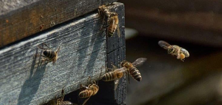 Das Bild zeigt etwa ein Dutzend Honigbienen im Anflug auf den Bienenstock.